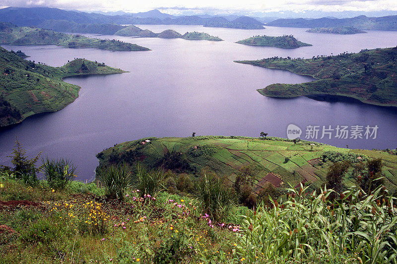 Lac Burera火山湖和花卢旺达西部省份非洲